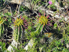 Euphorbia mammillaris