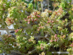 Crassula thunbergiana