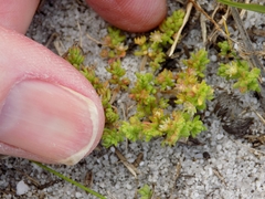 Crassula thunbergiana