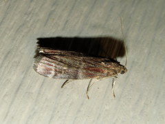 Euzophera semifuneralis