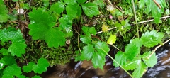 Micranthes nelsoniana aestivalis