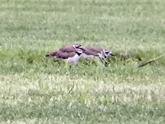 Charadrius vociferus