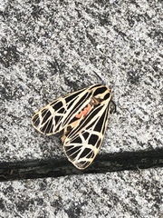 Apantesis parthenice