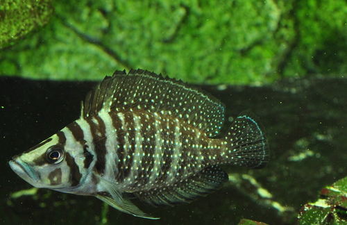 Altolamprologus Calvus (california Academy Of Sciences, Water Planet 