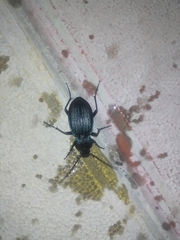 Carabus exaratus