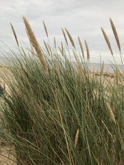 Ammophila arenaria