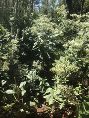 Eupatorium godfreyanum