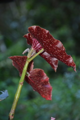 Begonia bracteosa