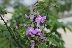 Lonchocarpus vittatus