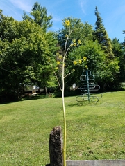Silphium asteriscus trifoliatum