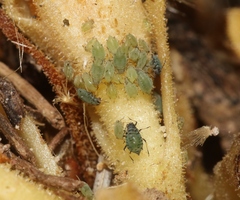 Protaphis middletonii