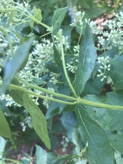 Eupatorium godfreyanum