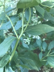 Eupatorium godfreyanum