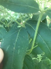 Eupatorium godfreyanum