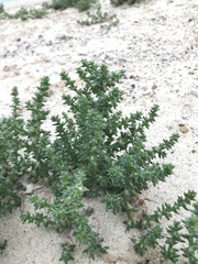 Salsola kali