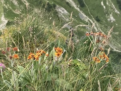 Tephroseris integrifolia capitata