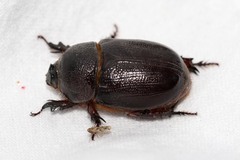Temnorhynchus