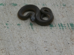 Thamnophis melanogaster
