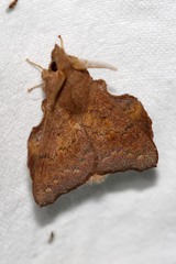 Leipoxais batesi