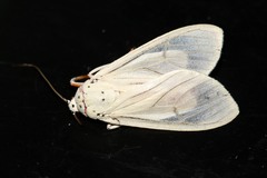 Amerila phaedra