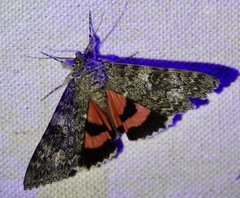 Catocala californica