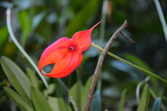 Masdevallia veitchiana