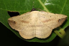 Maxera marchalii