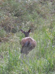 Odocoileus virginianus texanus