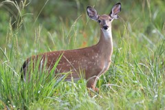Odocoileus virginianus texanus