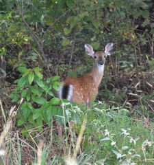 Odocoileus virginianus texanus