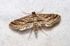 Parapoynx fluctuosalis