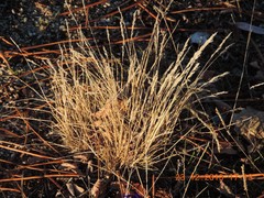 Corynephorus canescens