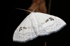 Problepsis digammata