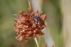 Collops bipunctatus