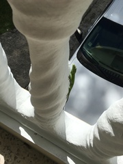 Anolis evermanni