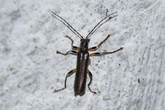 Lycocerus
