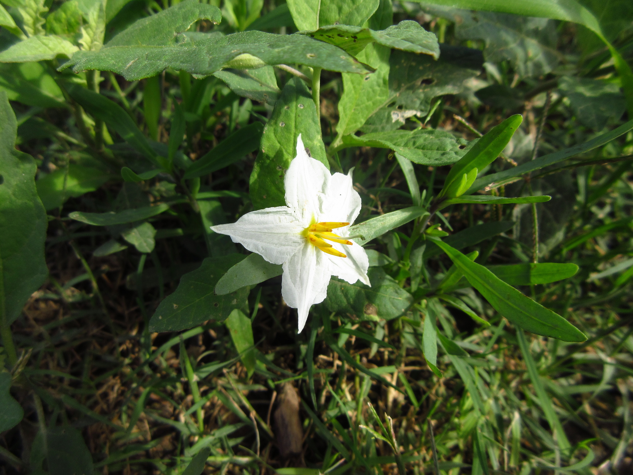 Solanum aridum