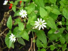 Stellaria aquatica