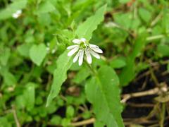 Stellaria aquatica