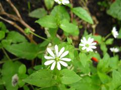 Stellaria aquatica