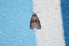 Plagiomimicus curiosum