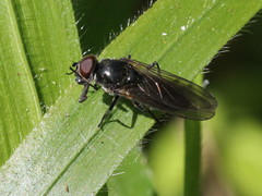 Cheilosia variabilis