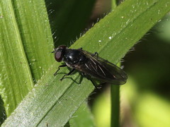 Cheilosia variabilis