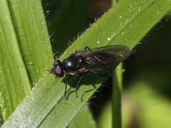 Cheilosia variabilis
