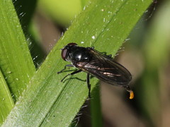 Cheilosia variabilis