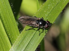 Cheilosia variabilis