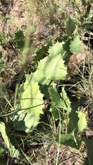 Acourtia nana