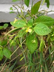 Impatiens parviflora