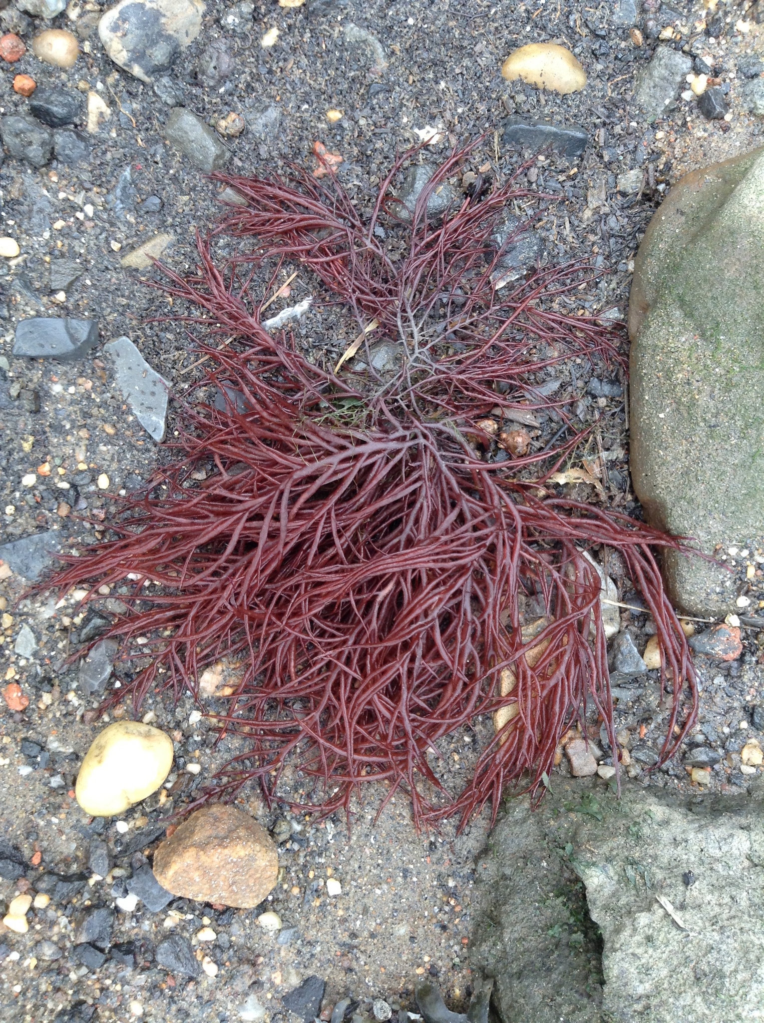Agardhiella