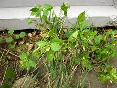 Impatiens parviflora